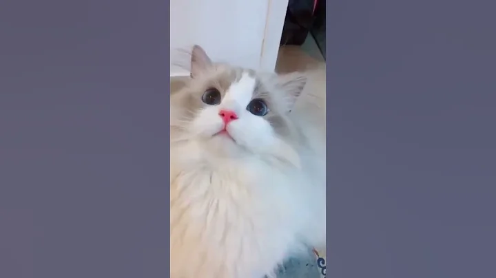 Watch the video about Beauty Eyes Of This Cat! Ragamuffin Kitten - Meow!