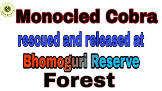 Monocled|Cobra rescued|and|released at Bhomoguri Reserve Forest|| @sauravborkatakisarpabandha1263