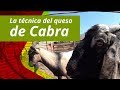 ¿Cómo se hace el queso de cabra?