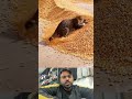 Intelligent cat 🐈😱 #shorts #shortsvideo #viralvideos #shortsviral