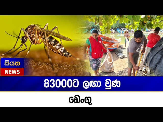 83000ට ලඟා වුණ ඩෙංගු | Siyatha News