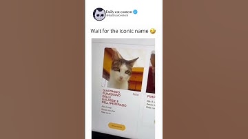 Wait For The Legendary Cat Name