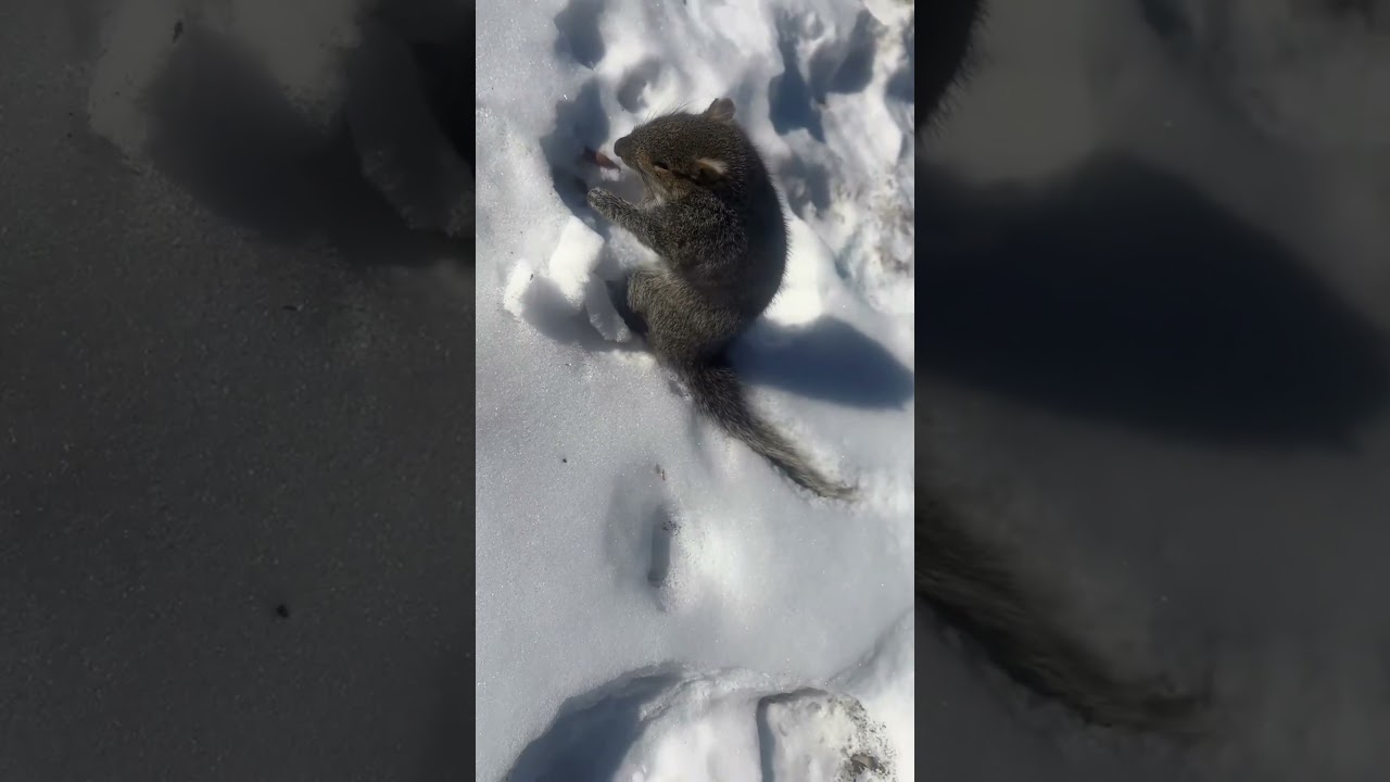 Увидел ли сурок свою тень? 🧐