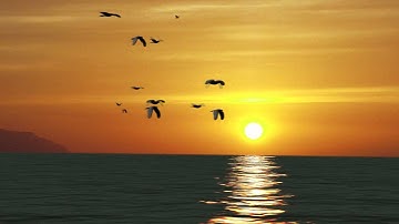 Birds and flock of birds animated with ELEMENT 3D in After Effects