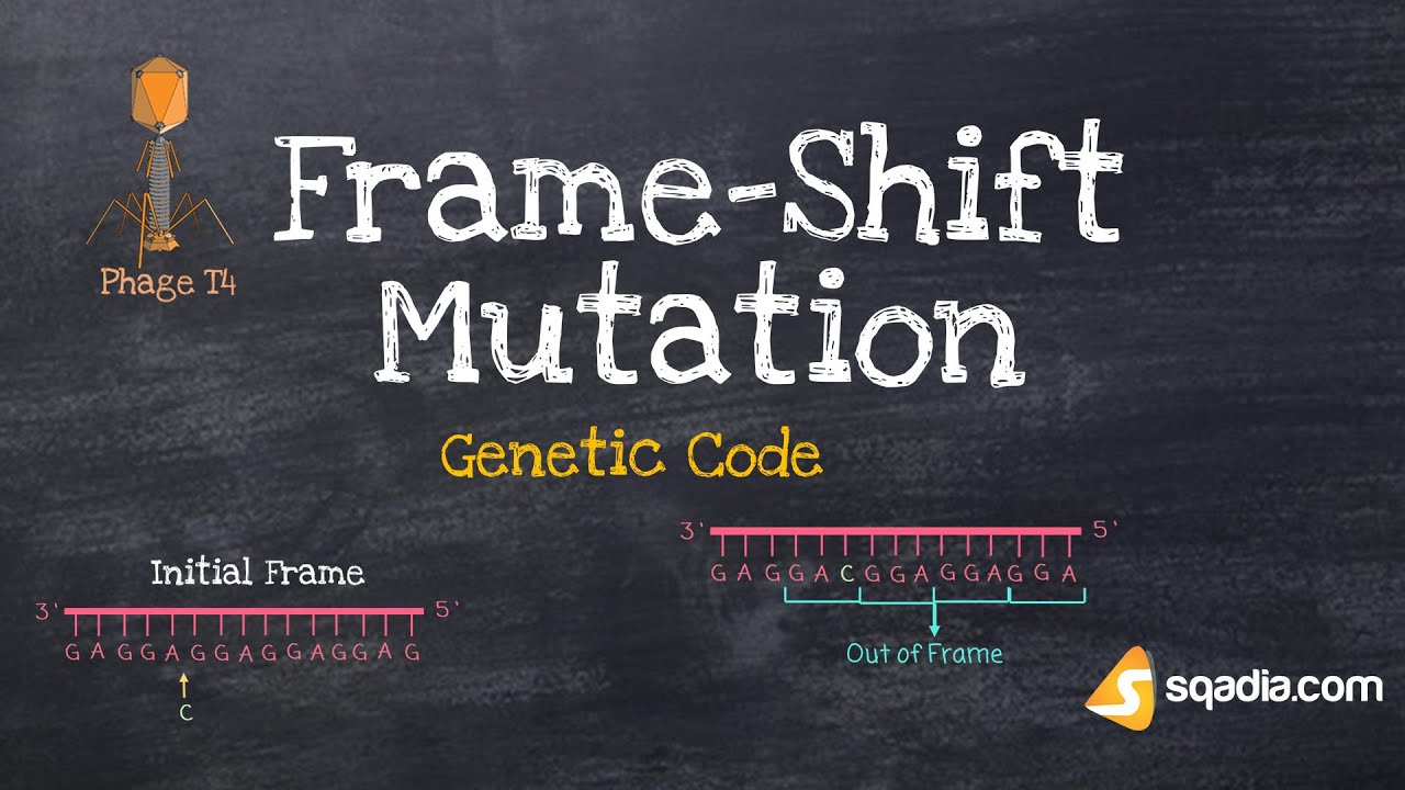 Genetic Code | Frame-Shift Mutation | Triplet Code | Adenine, Guanine, Cytosine, Thymine