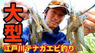 テナガエビ釣り 江戸川で大型狙い６月は期待大 ポイントと釣り方を解説 Youtube