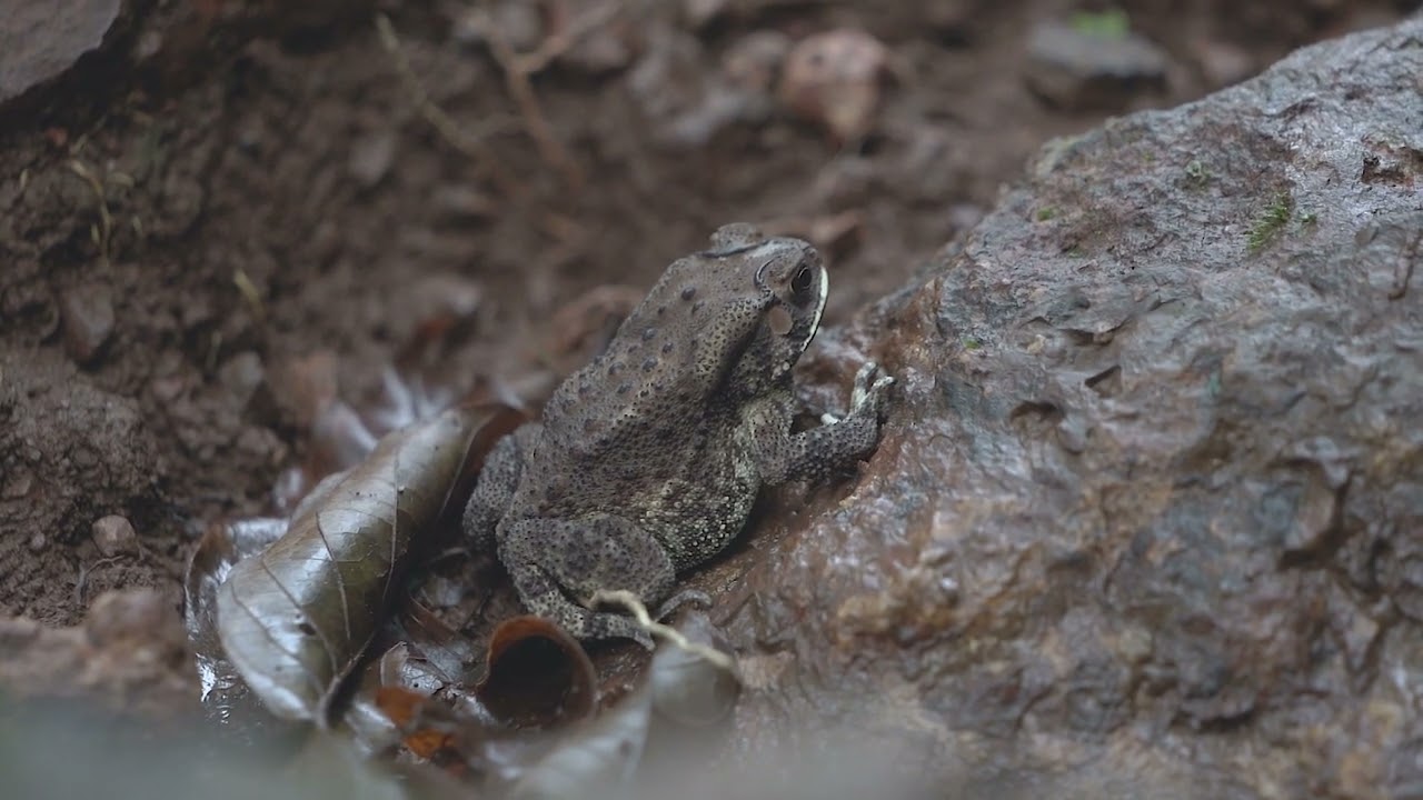 Phansad | Less explored destination of Maharashtra | Maharashtra Tourism