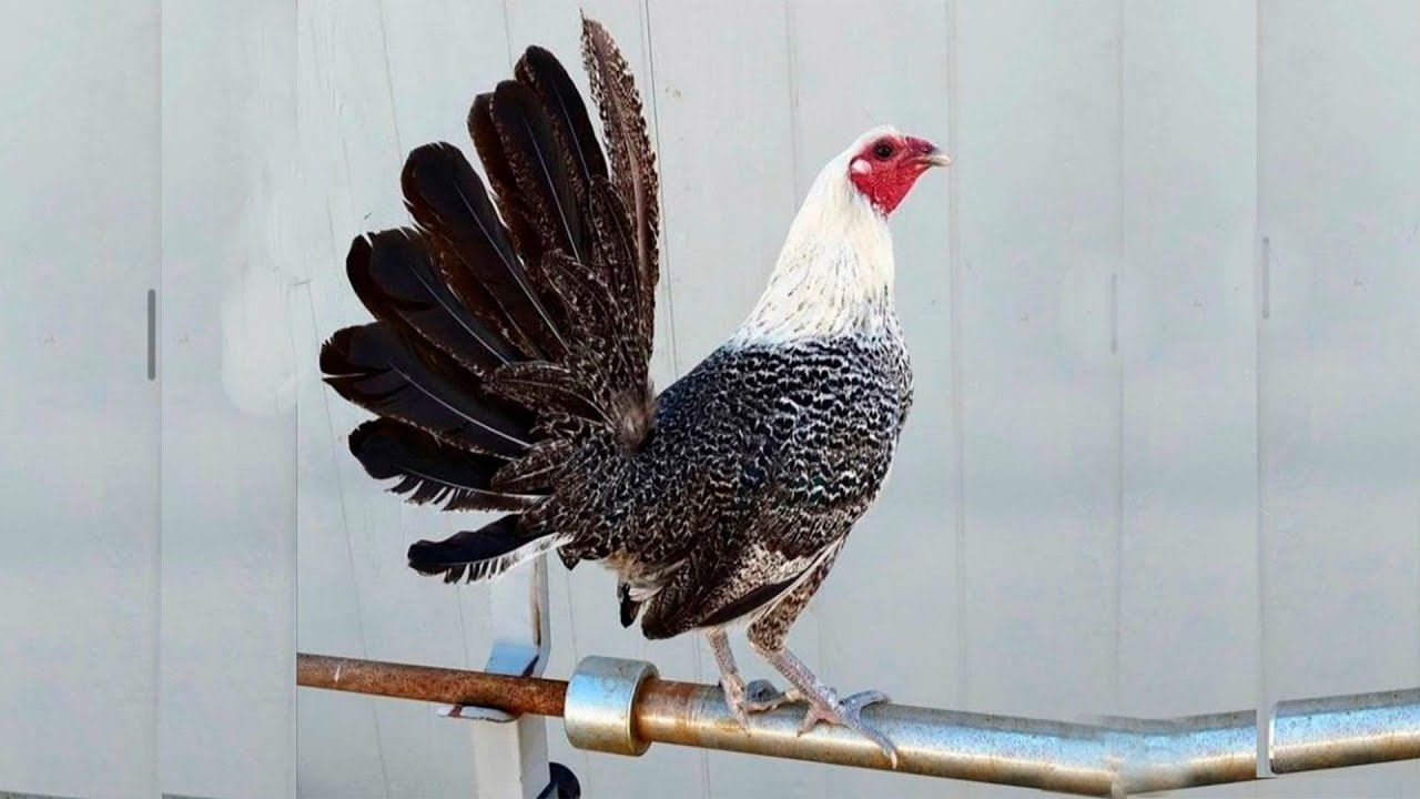 Gallos gallinas, Gallos Kelso, Sweater, Roundhead Albany, asil, Claret ...