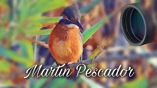 Martín 👑 Pescador 🎣 / Alcedo athis ♻️✅ Micro Reserva Arroyo 🖤 NEGRO, | El Giroscopio de las aves