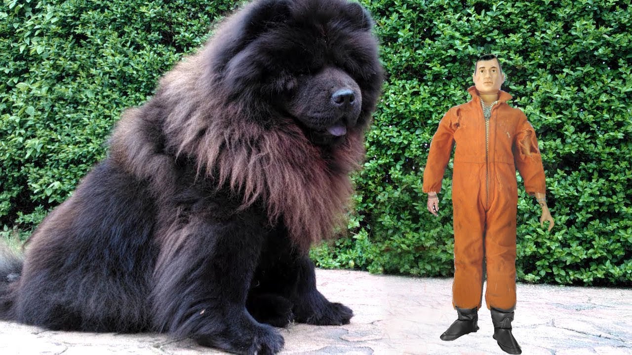 20 Pictures Of The Biggest Dogs In The World You Wish You Owned YouTube