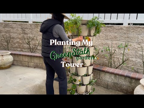 Planting Strawberries in My GreenStalk Garden Tower