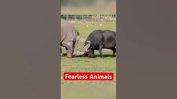 De 5 meest onverschrokken dieren op aarde!