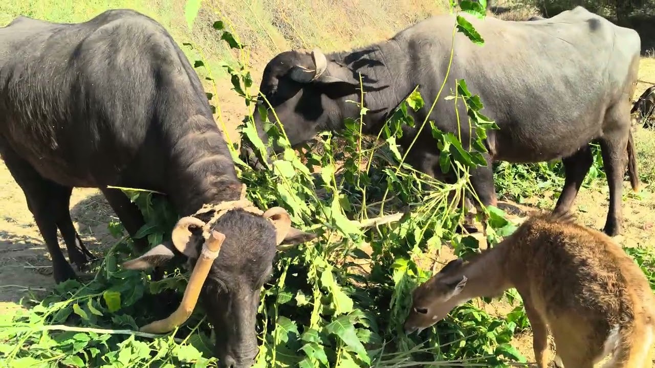 नीलगाई का बच्चा भैंस बकरियों से भी ज्यादा समझदार होता है 