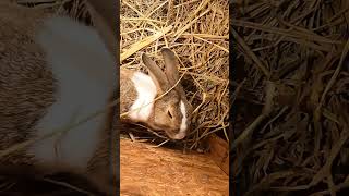 ❤️Sleepy rabbit and staff😁#shorts #thailand #rabbit #travel #travelvlog #shortvideo #pattaya #asia