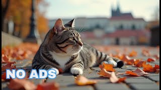 12 Hours Calming Sleep Music for Cats 🐈 Peaceful Sounds for Nervous Cats 😽 Cat TV