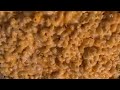 HOW TO MAKE HOMEMADE MACARONI &amp; CHEESE 🤤 #homemade #foryou #food #macaroni #macncheese
