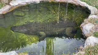 Bob the Tailless Alligator