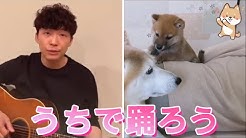 Shiba Inu Ch Mameda Chamesuke Youtube