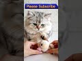 Mini Meow Cat A Little Cat With A Big Heart Showing Her Kindness To The World
