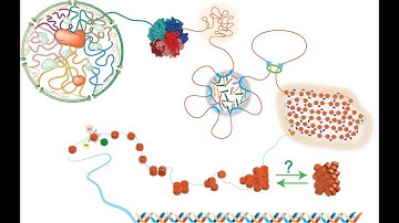 Phase Separation in Genome Organization
