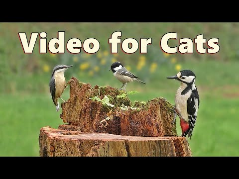 Videos for Cats to Watch ~ Birds in The Rain Super Spectacular