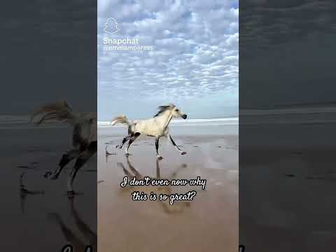 این فقط عالی است اسب هاله ساحل دویدن تخت تخت