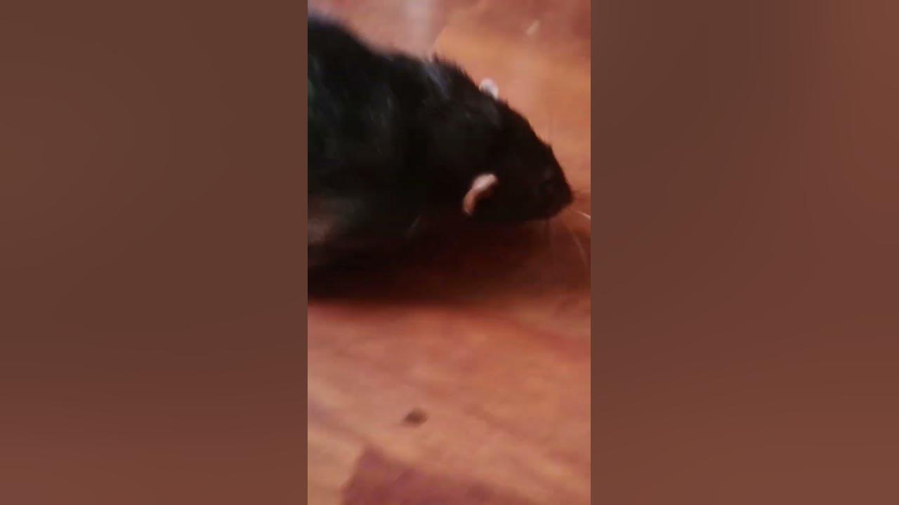 криса - YouTube