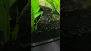 Feeding time for the pleco #aquarium #fishtank #fish #pleco #feed #aquariumfish