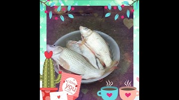 Câu cá song Nho quế mèo vạc