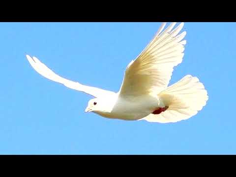 Валентин Женевский «Volare