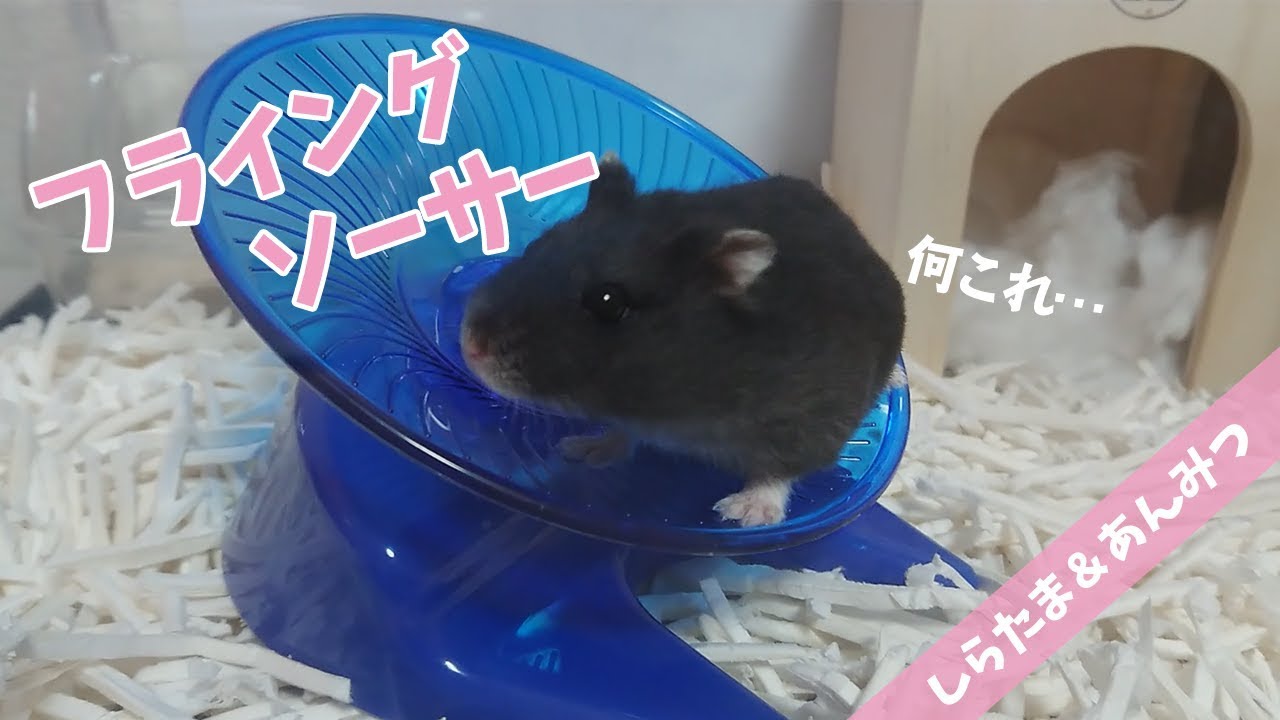 ハムスター やっぱりガジラ 新しい回し車 フライングソーサー を渡してみたら あんみつ編 Youtube ハムスター やっぱりガジラ 新しい回し車 フライングソーサー を渡してみたら あんみつ編 Youtube