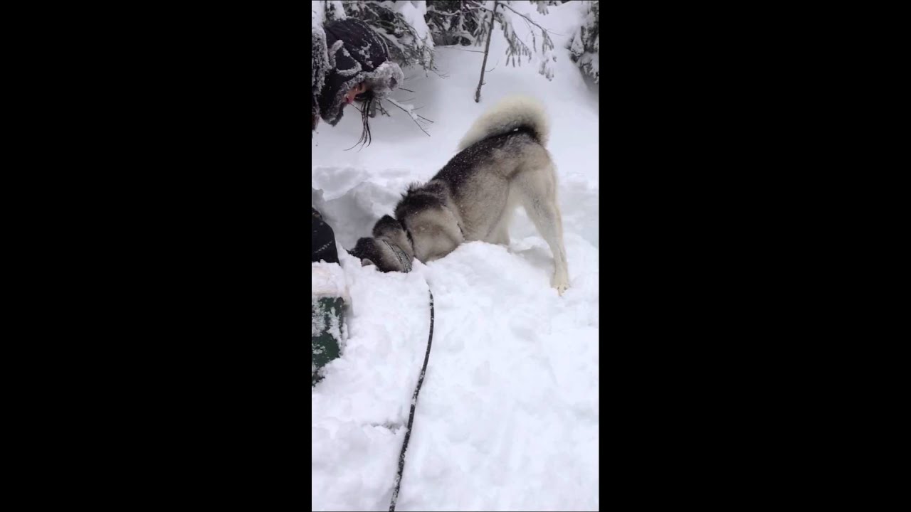 Husky in the snow - YouTube