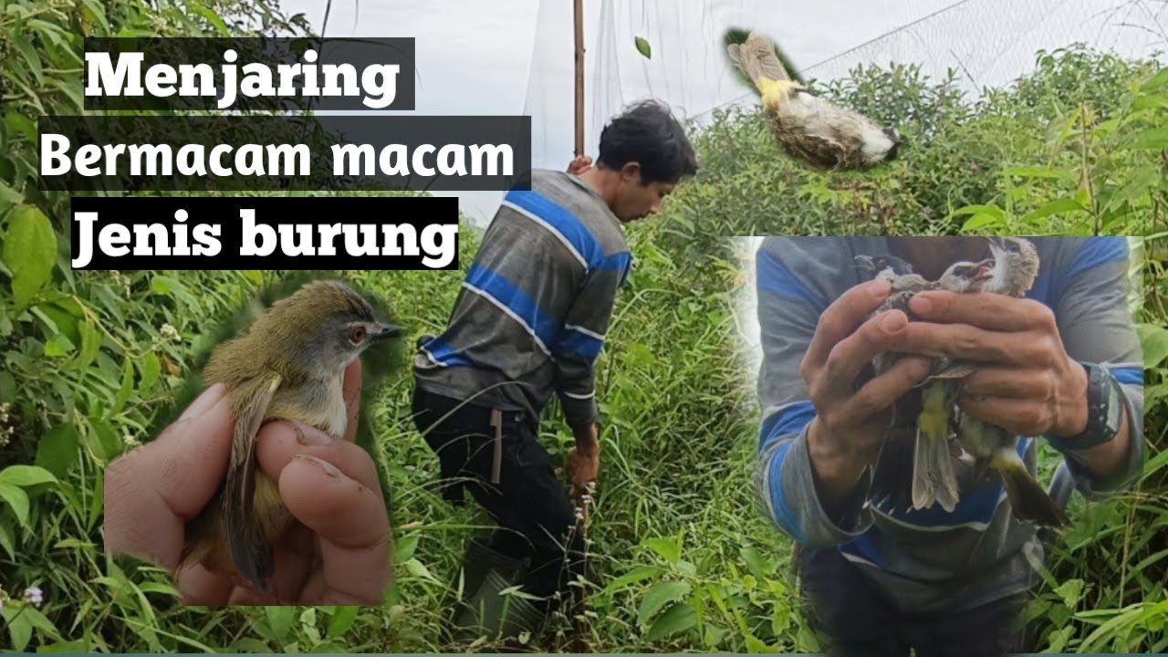 Menjaring burung di semak semak belukar dapat jekpot kutilang pikat dan banyak jenis burung lain nya