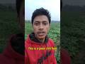 A big Green Chili field | English Speaking #agriculture