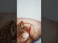 happy Diwali/ simple mehandi/ Diwali 2025/#ytshorts #hindugreeting #shortvideo