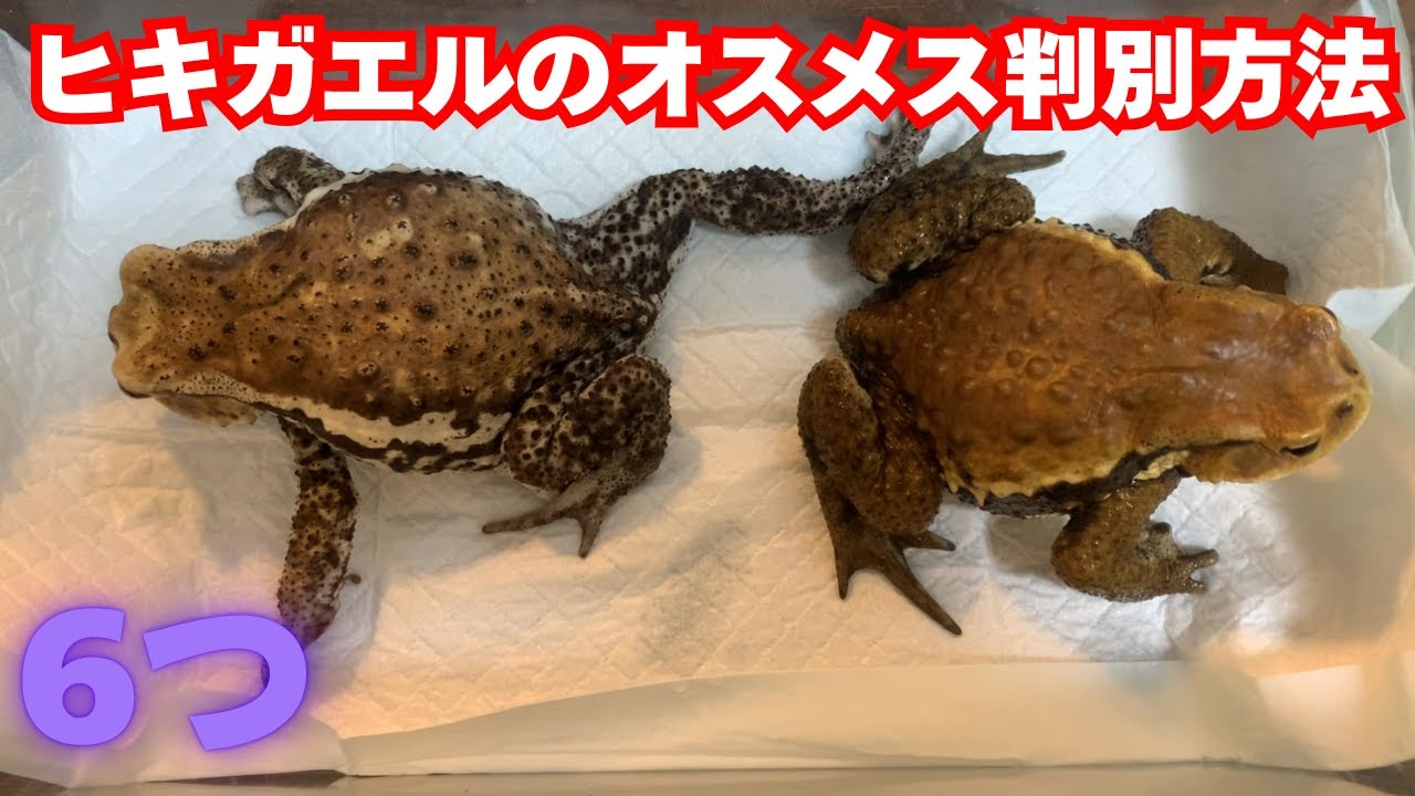 【6つ】ヒキガエルのオスメス判別方法 - YouTube