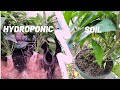 How to Transplant from Hydroponic to Soil Garden