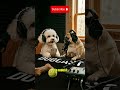 mis perritos cuando nadie los ve podcast #pets #short #funny #Dogcast