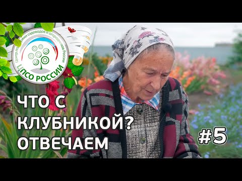 Видео: #5 🍓 ЧТО С КЛУБНИКОЙ??? ФИТОФТОРОЗ КЛУБНИКИ.