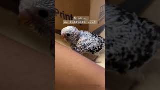 Bayi burung parkit biru