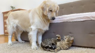 Can Golden Retriever Live with Cat [Funny and Cute Video]