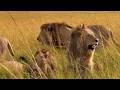5 Rongai Rocker Male Lions | The KIngs of Masaimara | 23 April 2026