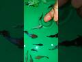 Watch TILL END✨🐟 #fishlovers #viralfishvideo #shortsfeed #shortvideo #bettaeurope