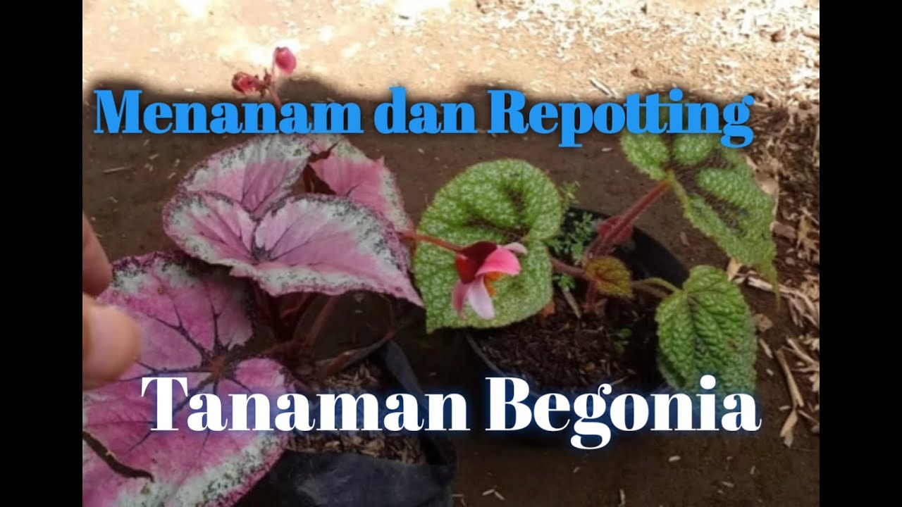 Menanam dan Repotting Tanaman Begonia 