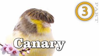 Canary singing - 3 Canary 's most powerful song for training