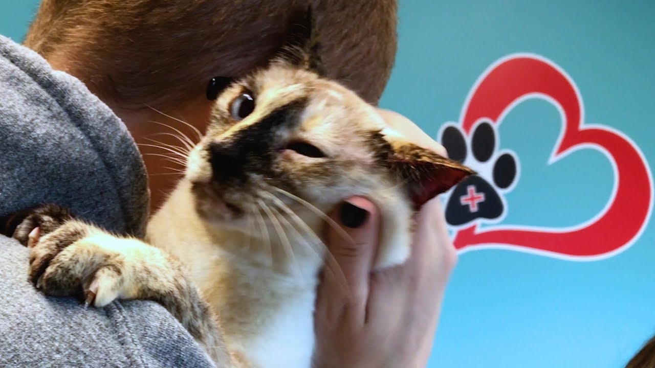 talking animals cartoon CAT PEES on VET!