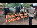 Cattle breeding, becoming a livelihood, breeding cows can help the family economy