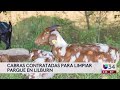 Lilburn contrata casi 100 cabras para acabar con una plaga en uno de sus parques