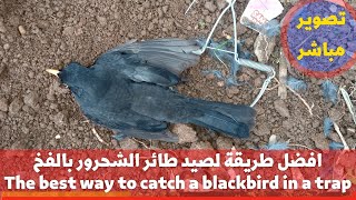 صيد الطيور البرية/افضل طريقة لصيد طائر الشحرور بالفخ/  The best way to catch a blackbird in a trap