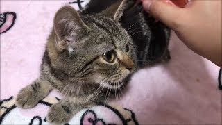 ゴロゴロ！ブラッシングにうっとりしちゃう子猫